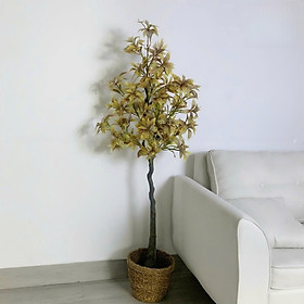 Mua Cây asebi Nhật Bản - Size từ 130cm đến 160cm - Cây giả  hoa lụa trang trí nhà cửa