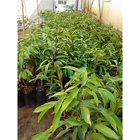 Mua cây giống sầu riêng monthon thái lan