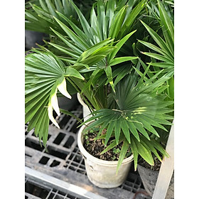 Cây cọ để bàn