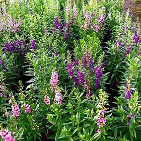 Mua CHẬU HOA VIOLET NHẬT  ĐỦ MÀU  HOA QUANH NĂM SIÊU ĐẸP