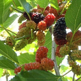 Mua Cây Dâu Tầm Ăn Đang Có Trái