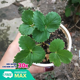 Mua Combo 5 Dâu Tây Mô Nhật Lùn - Cây Ăn Quả
