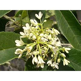 Cây mộc hương ta hoa thơm cao 60cm  - hàng mới về số lượng có hạn