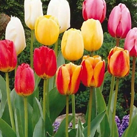 Set 5 củ giống hoa tulip mix 5 màu