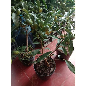 Mua Cây Quất Ngọt