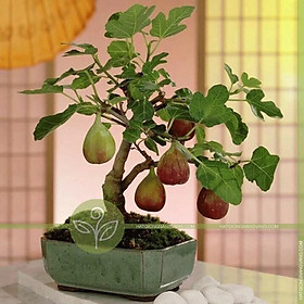 Mua Hạt giống sung Mỹ (sung ngọt  sung đường) 5 hạt/ gói