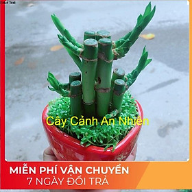 Chậu Trúc Phát Tài