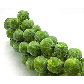 Mua Bộ 1 gói hạt giống Bắp cải mini