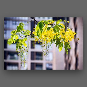 Mua Tranh Hoa Muồng Hoàng Yến Canvas Treo Tường Decor Trang Trí Nghệ Thuật - Công Nghệ In UV Nhật Bản Màu Sắc Đẹp Rõ Nét