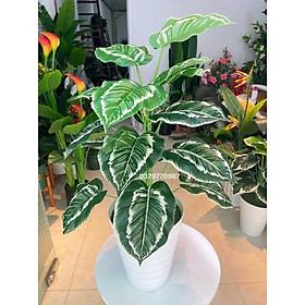 Mua Cây trầu bà  cây lá sọc trắng kèm chậu phủ rêu 90cm