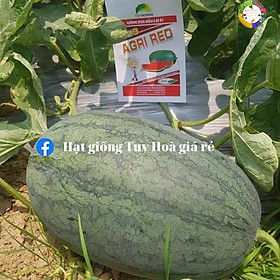 Hạt giống dưa hấu lai F1 Agri Red 909 20 gram
