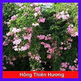 Mua Cây hồng thiên hương (cây leo) - cây cảnh đẹp + tặng phân bón cho cây