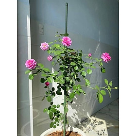 Sét 10 cọc lõi thép bọc nhựa 90 cm phi 11mm 130 nghìn