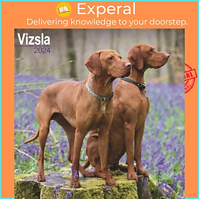 Sách - Vizsla Calendar 2024  Square Dog Breed Wall Calendar - 16 Month by  (UK edition, paperback)