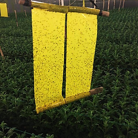 Set 30 mét Bẫy côn trùng ISRAEL (Sticky Yellow Roll) sử dụng hoa Cúc với diện tích 1.000m2 để bẫy ruồi đục lá, rệp, bọ trĩ, bọ phấn, sâu tơ, bọ nhảy, sâu xanh, rầy xanh, bướm trắng và cả ốc sên 