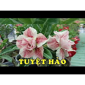 Cây sứ thái kép " TUYỆT HẢO "-củ size to đại bự ,rễ quái thành hình, hàng tuyển loại 1
