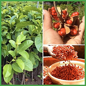 Mua CÂY GIỐNG DỔI GHÉP CAO KHỎE MẠNH LẤY HẠT LÀM GIA VỊ CÂY GIỐNG CAO GẦN 1 M