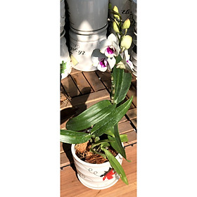 Chậu sứ lan Denro để bàn