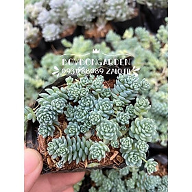 Sen đá sedum hoa hồng xanh_Ảnh thật
