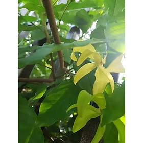 Mua cây hoa dẻ giống