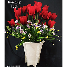 Hoa tulips