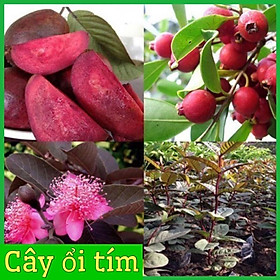 Cây ổi tím độc lạ cao 60-90 cm trồng làm cảnh
