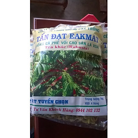 Mua 1 KG HẠT GIỐNG CÀ PHÊ HỮU THIÊN LÁ XOÀI   CÀ PHÊ VỐI LÁ XOÀI CAO SẢN   HẠT TUYỂN CHỌN BAO NẢY MẦM.