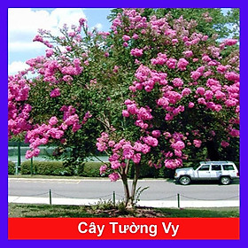 Cây Tường Vi - cây cảnh vườn + tặng phân bón cho cây