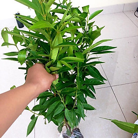 Mua Cây giống vối nếp