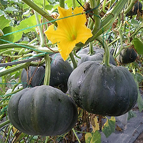 Mua Hạt giống Bí đỏ Nhật da xanh đậm dẻo ngọt VTP148