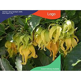 BẦU CÂY GIỐNG HOA DẺ THƠM NHANH HOA CHUẨN GIỐNG