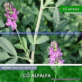 Hạt cỏ chăn nuôi chăn nuôi Alfalfa Linh Lăng 1kg
