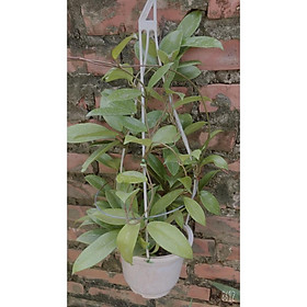 Lan cẩm cù hoa trắng - Gửi cây như hình