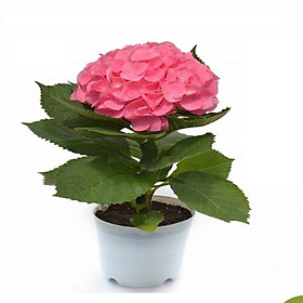 Chậu Cây Cẩm Tú Cầu Màu Hồng Trắng