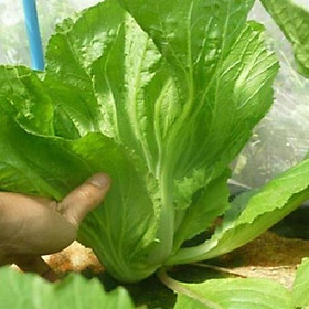 Mua Hạt Giống Cải Bẹ Dưa - Tòa Xại (20gr)