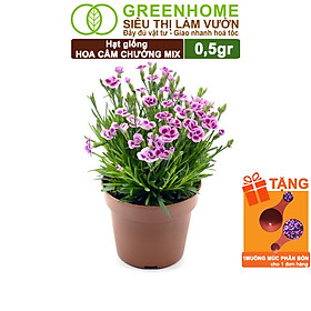 Hạt Giống Hoa Cẩm Chướng Mix Greenhome, Gói 0.1gr, Sai Hoa Màu Rực Rỡ,Trồng Quanh Năm H07