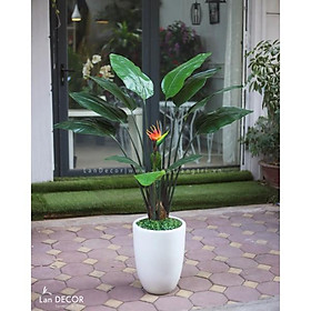 Cây chuối thiên điểu