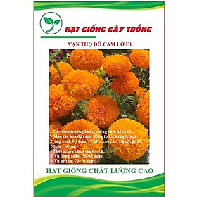Hạt giống hoa Vạn Thọ đỏ cam Lở F1 CT485 - Gói 30 hạt