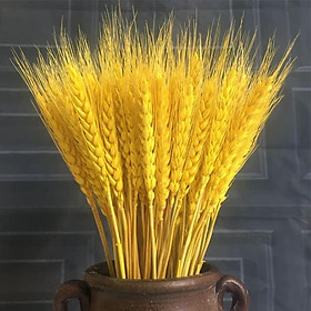 (Có sẵn) Bó 100 bông lúa mạch sấy khô để ban thần tài - Cực hot 2022 -❖bó lúa mạch khô❖