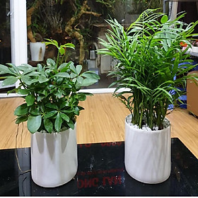 Combo 2 cây Ngũ Gia Bì, Cau Tiểu Châm