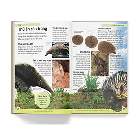 Sách - Bách Khoa Cho Trẻ Em - Đông A - Đông A