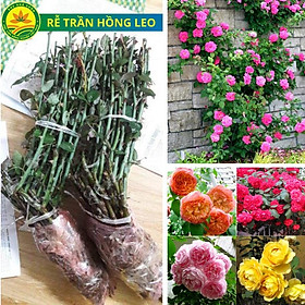 Cây giống hồng leo rễ trần đủ các màu hồng leo ngoại hot nhất, cây dễ trồng, nhanh hoa