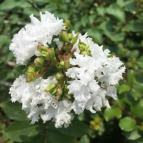 Mua Cây hoa tường Vy hoa trắng