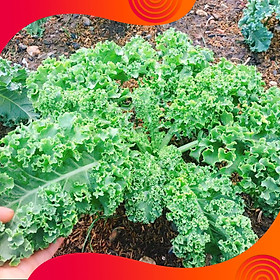 Mua 02 Gói Hạt Giống Cải Kale ( Cải Xoăn Xanh ) - Nảy Mầm Cực Chuẩn