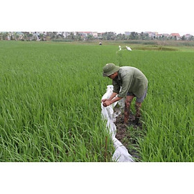 Mua Bả diệt chuột trộn thóc BROMA 50gr