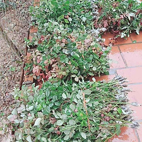 Mua Cành Triết bụi nguyên bản 7 cành