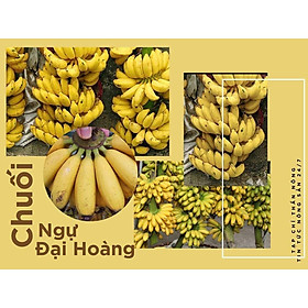 Mua CÂY GIỐNG CHUỐI NGỰ ĐẠI HOÀNG cấy mố siêu sớm   100% giống chuẩn  CÓ BẢO HÀNH   )   ĐƯỢC ĐỒNG KIỂM  