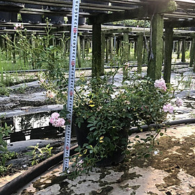 Mua hoa Hồng leo Vineyard Song - bầu to  cây lớn trường thành