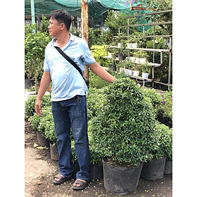 Mua Chậu mai vạn phúc dáng tháp chỉ giao tại TP.HCM