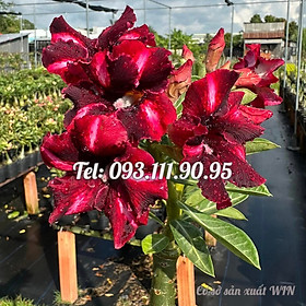 Mua Bịch 10 hạt giống hoa sứ Tawain cẩm thạch màu đỏ sẫm – Mã số 1332